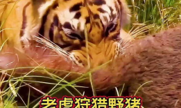 老虎视频动物世界